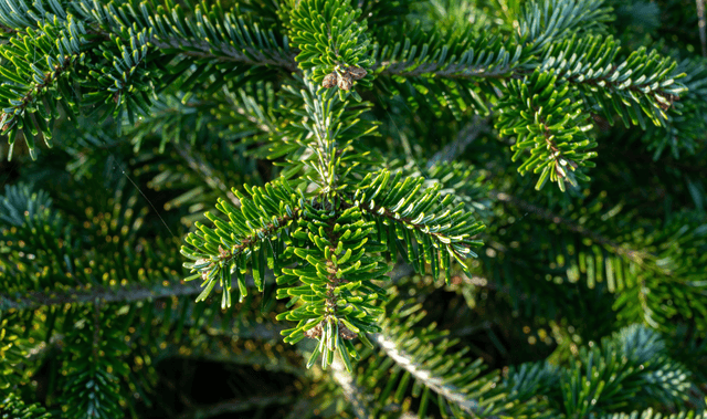 How Much Is Real Pine Christmas Tree Nordmann Fir