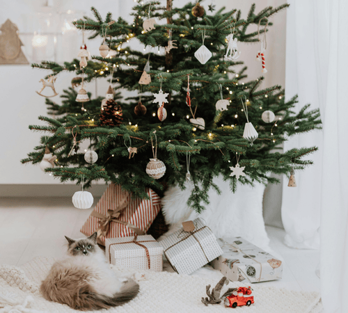 Where to Buy a Real Pine Christmas Tree in Ho Chi Minh City